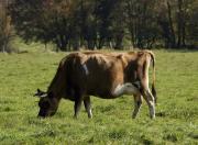 Actualit�s du conseil g�n�ral